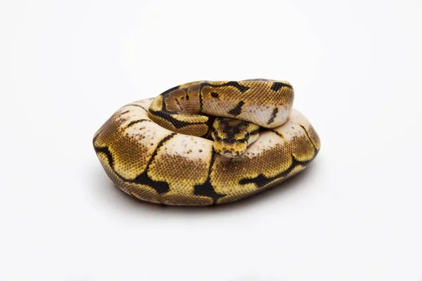 Royal  Python  on white background — Stock Photo, Image