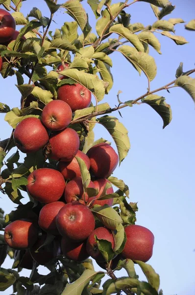 Maçãs Vermelhas Malus Domestica Crescendo Árvore — Fotografia de Stock