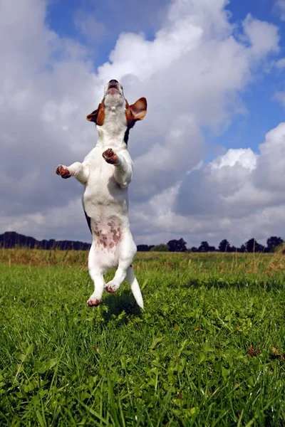 Ugrás Fiatal Jack Russell Terrier Kutya Canis Lupus Familiaris Kölyökkutya — Stock Fotó