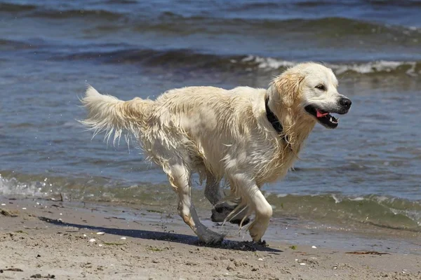 Zlatý Retrívr Pes Canis Lupus Familiaris Muž Dva Roky Pláži — Stock fotografie