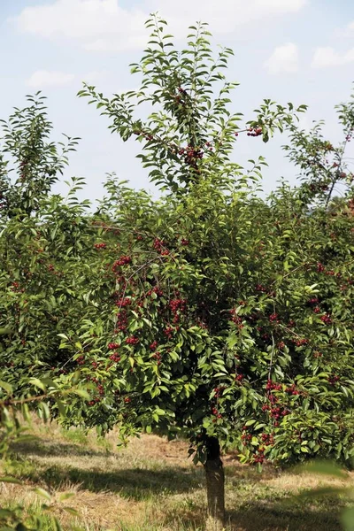 Kwaśna Wiśnia Prunus Cerasus — Zdjęcie stockowe