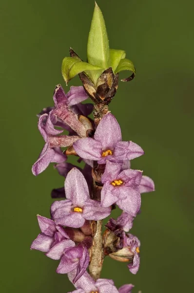 Mezereon Daphne Mezereum Branch Flower Untergroeningen Baden Wuerttemberg Germany Europe — Stock Photo, Image