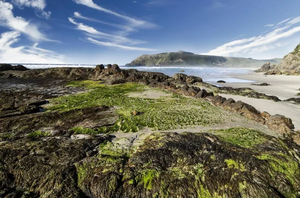Spiaggia Con Alghe Verdi Sugli Scogli Alla Hoopers Inlet Penisola — Foto Stock