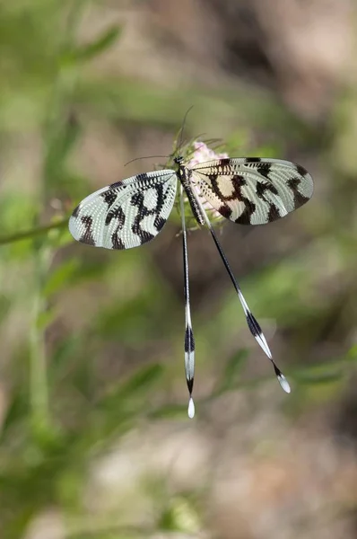 Κοντινό Πλάνο Της Spoonwing Nemoptera Sinuata Λίμνη Κερκίνη Περιοχή Ελλάδα — Φωτογραφία Αρχείου