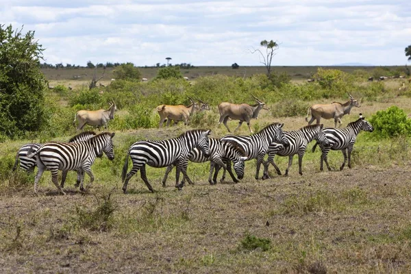 Zebra's in groene veld — Stockfoto