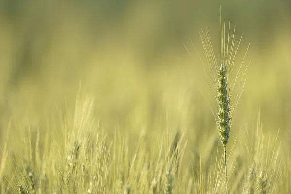 Groene gerst veld — Stockfoto