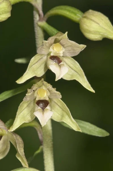 Helleborine Epipactis Helleborine Untergroeningen 뷔르템베르크 — 스톡 사진