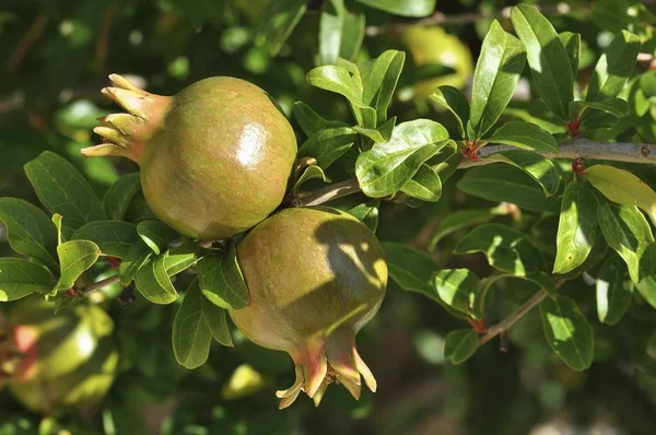 Romãs Frutas Que Crescem Árvore Punica Granatum — Fotografia de Stock