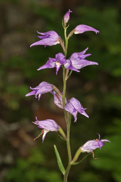 Red Helleborine Cephalanthera Rubra Degenfeld Baden Wuerttemberg Germany Europe — 스톡 사진