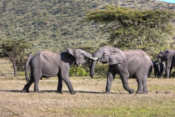 Masai Mara Ulusal Rezerv Kenya Doğu Afrika Birbirleriyle Mücadele Iki — Stok fotoğraf