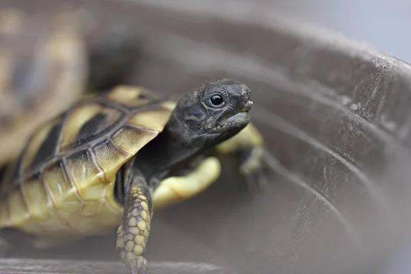 Hermanns Landsköldpadda Testudo Hermanni Juvenil — Stockfoto