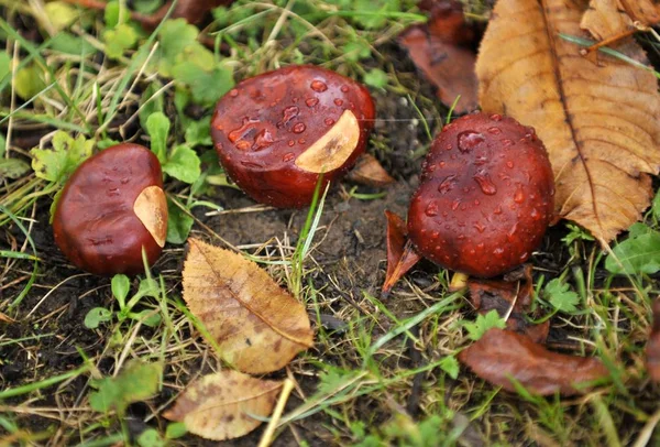 Sonbahar Vahşi Kahverengi Kestane — Stok fotoğraf