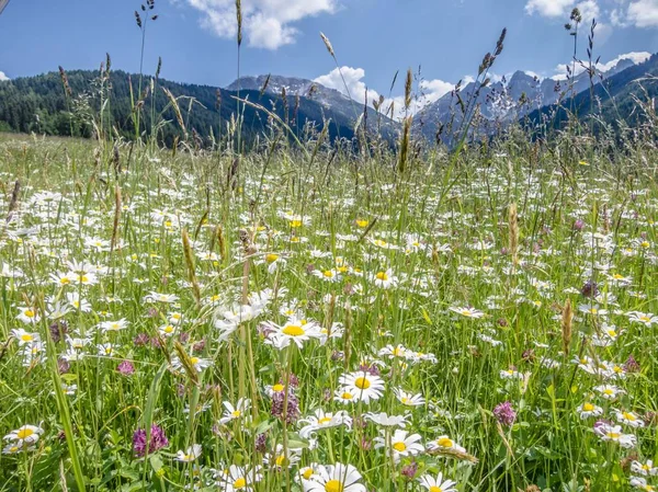 Prado Com Margaridas Leucanthemum Vulgare Tyrol Áustria — Fotografia de Stock