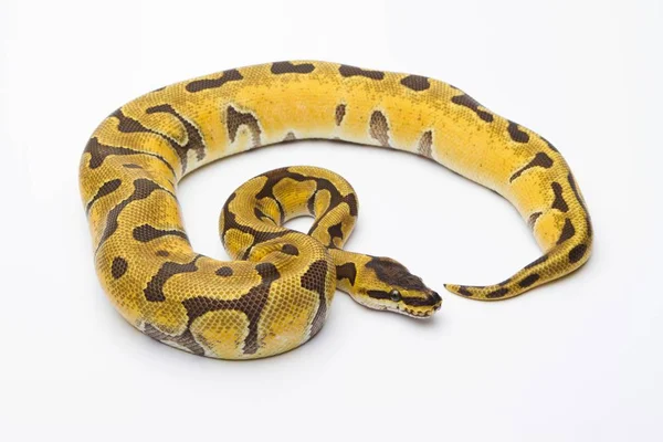 Koninklijke python op witte achtergrond — Stockfoto