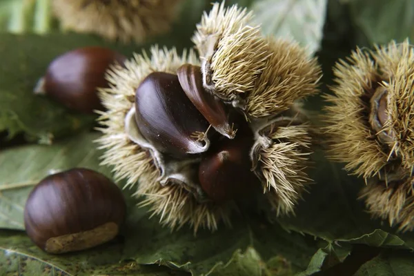 Sweet Chestnuts Castanea sativa, chestnuts with opened hairy shells on leaves