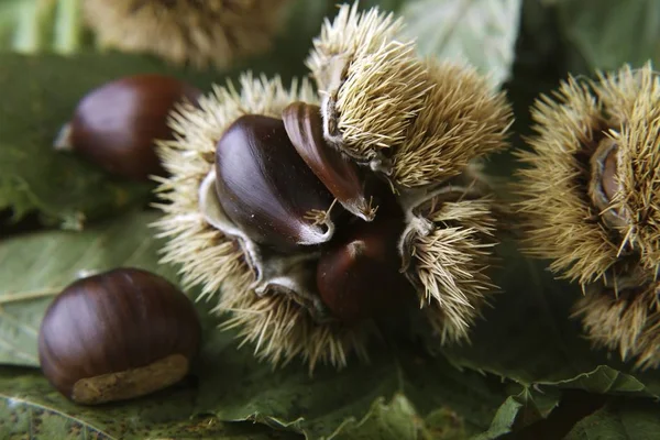 Édes Gesztenye Castanea Sativa Megnyitott Szőrös Kagyló Gesztenye Levelek — Stock Fotó