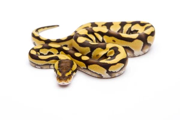 Královská python na bílém pozadí — Stock fotografie