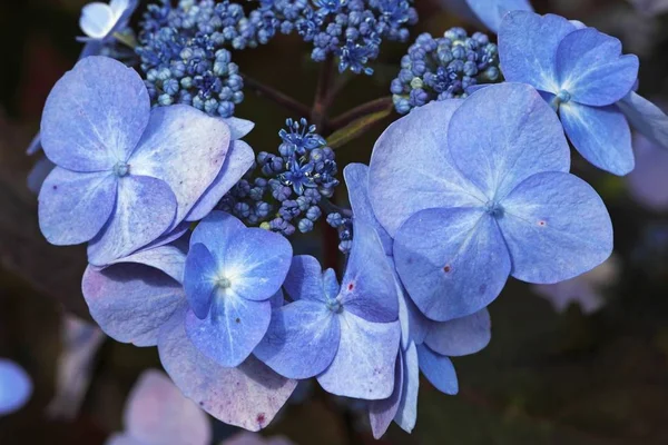 Großblättrige Mops Französische Oder Spitzen Hortensie Hortensie Macrophylla Sorte Gartenhortensie — Stockfoto