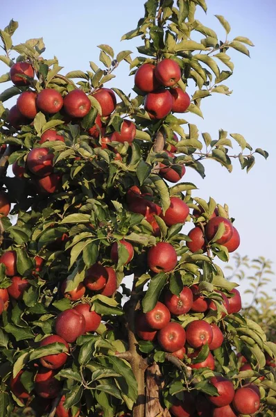 Mele Rosse Malus Domestica Che Crescono Sugli Alberi — Foto Stock