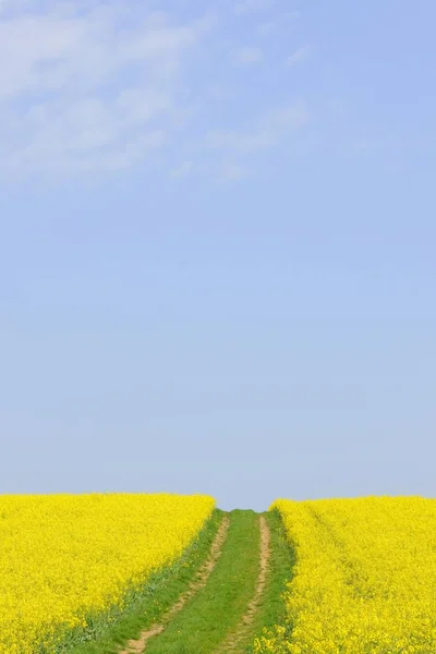 Πεδίο Canola Χωματόδρομο Στην Κακή Wimpfen Baden Wuerttemberg Γερμανία Ευρώπη — Φωτογραφία Αρχείου