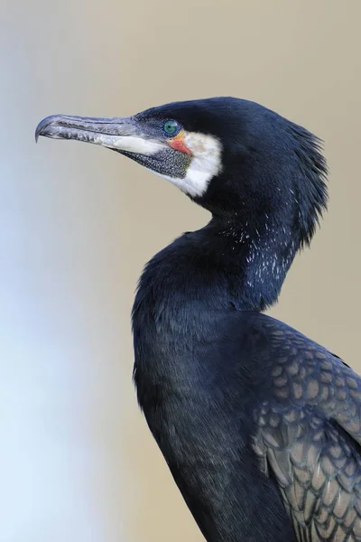 Cormorant Phalacrocorax Carbo Bird — Stock Photo, Image