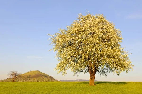 Árvore de pêra florescente — Fotografia de Stock