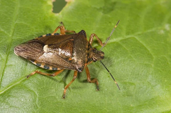 Erva Floresta Pentoma Rufipes Untergroeningen Baden Wuerttemberg Alemanha Europa — Fotografia de Stock