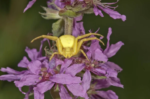 Goldrute Krabbenspinne Misumena Vatia Auf Lila Loosestrife Blume — Stockfoto