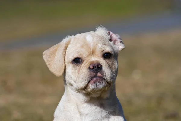 Roztomilé Štěně Puggle Portrét — Stock fotografie