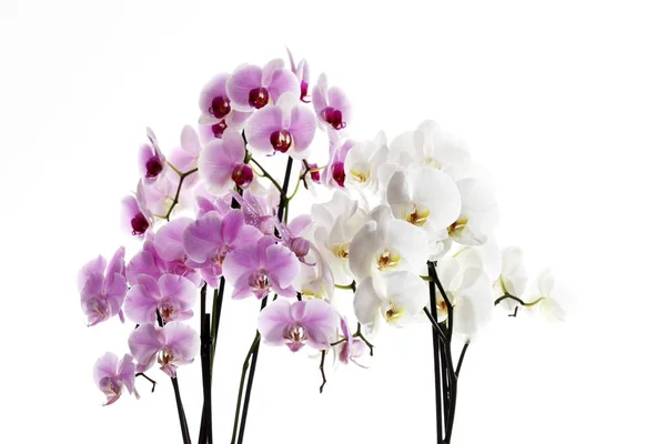 Красиві Квіти Орхідей Квітучі Orchidaceae — стокове фото