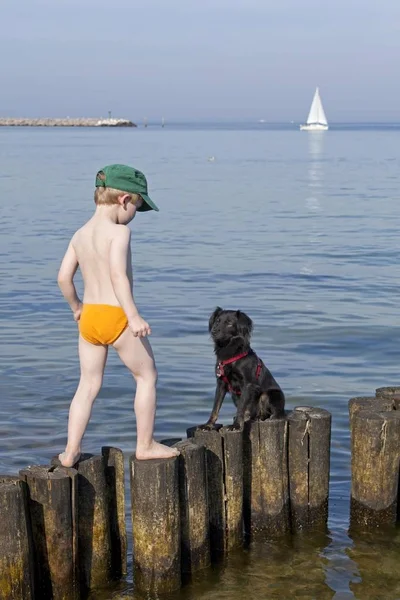 Menino Cachorro Brincando Groyne Kuehlungsborn Mecklemburgo Pomerânia Ocidental Alemanha Europa — Fotografia de Stock