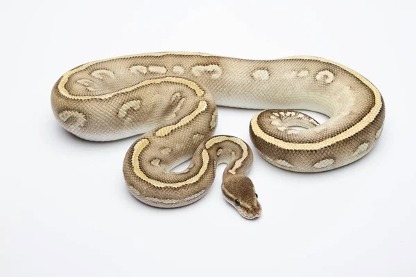 Royal python em fundo branco — Fotografia de Stock