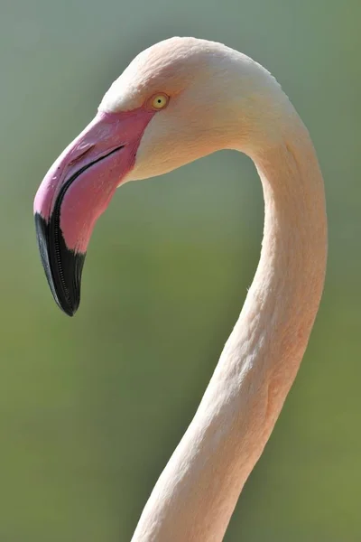 Chilensk Flamingo huvud — Stockfoto