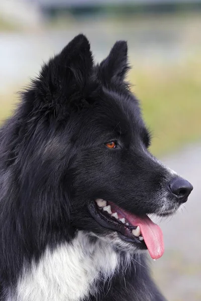 Černý Pes Canis Lupus Familiaris Portrét — Stock fotografie