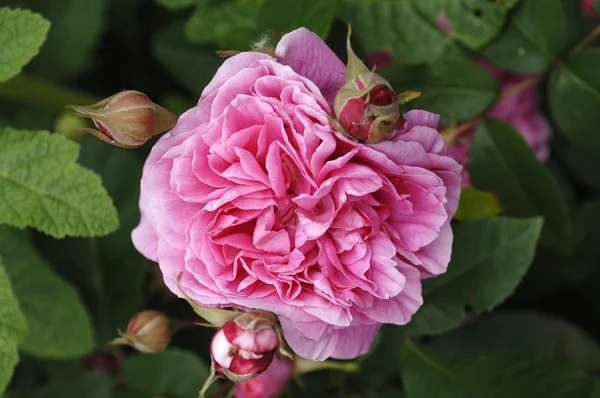 Flor Rosa Brotes Rosa Rosa Primer Plano Fauna Naturaleza —  Fotos de Stock