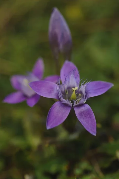 Chiltern Gentian Gentianella Germanica Untersberg Groedig Salzburg Austria Europe — стокове фото