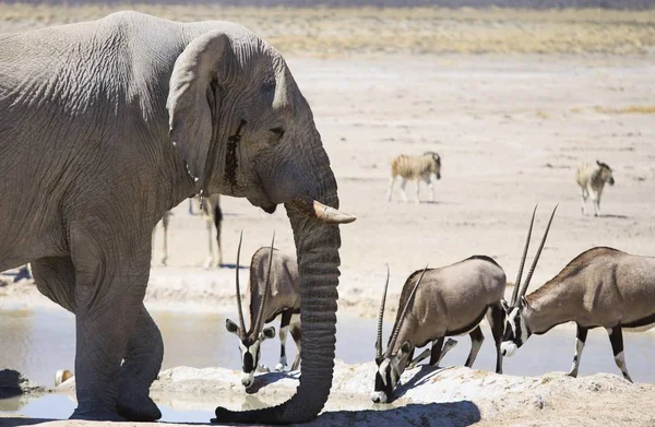非洲象 非洲象属基利坎贝尔 Gemsboks Gemsbucks 羚羊南非 Nebrowni Etosha 国家公园 纳米比亚 — 图库照片