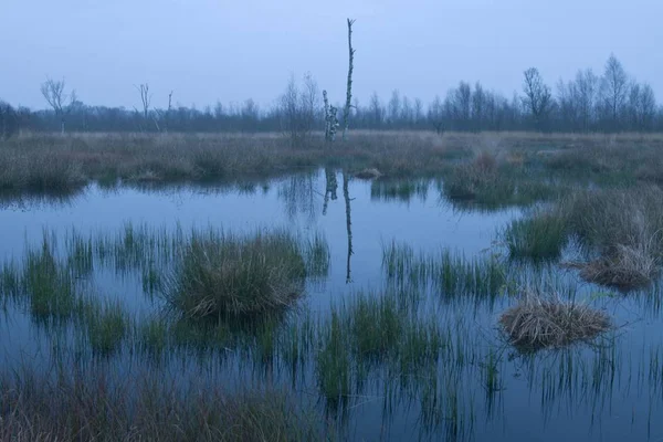 Reserva Pantanos Levantados Holandeses Atardecer Bargerveen Holanda Países Bajos Europa —  Fotos de Stock