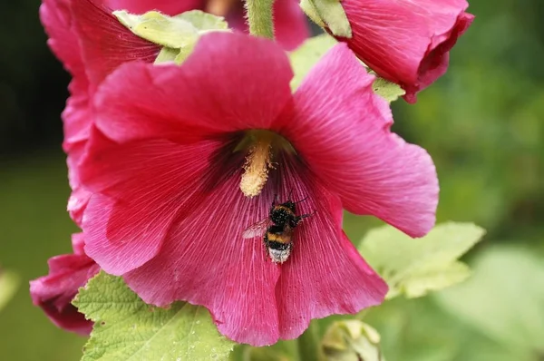 Bir Hollyhook Alcea Rosea Pollen Örtülü Yaban Arısı Bombus — Stok fotoğraf