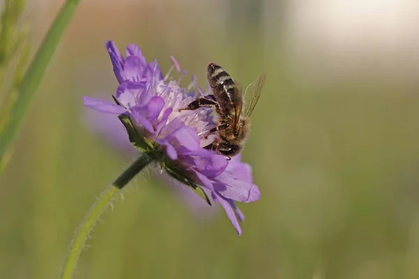 Abelha Mel Apis Mellifera Numa Flor Escabiosa Knautia Baden Wuerttemberg — Fotografia de Stock