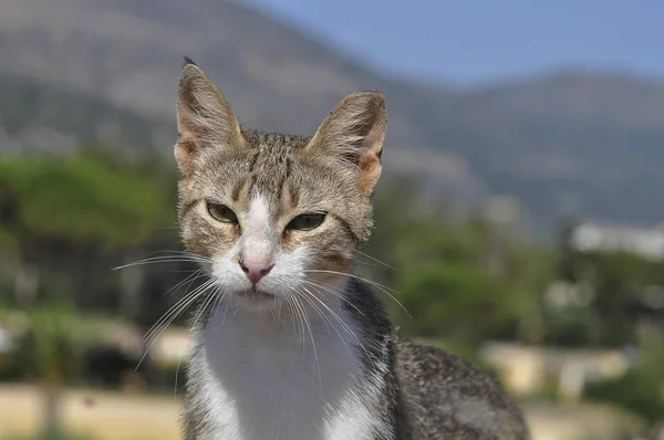Zabłąkać Się Kot Europa Kreta Grecja Stalis Stalida — Zdjęcie stockowe
