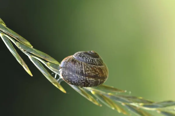 Helicidae Snail Helicidae Snail Shell Grass — Stock Photo, Image