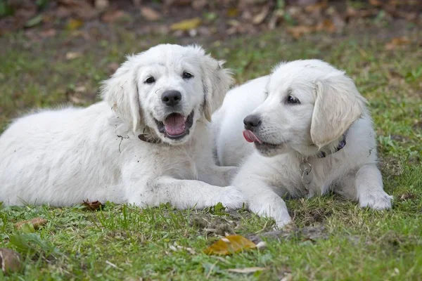 Dois Cachorros Golden Retriever — Fotografia de Stock