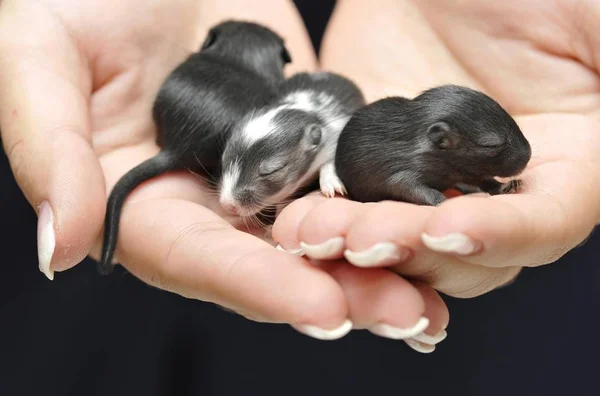 Mongolian Jirds Gerbils Mice Sitting Hands — Stock Photo, Image