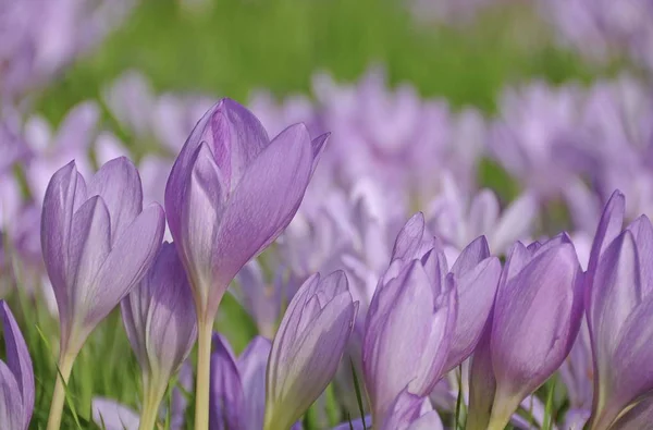 Meadow Saffron flowers, springtime flower