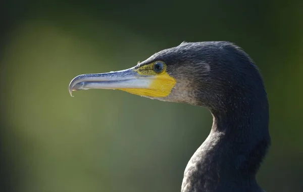 Karabatak Phalacrocorax Carbo Kuş — Stok fotoğraf
