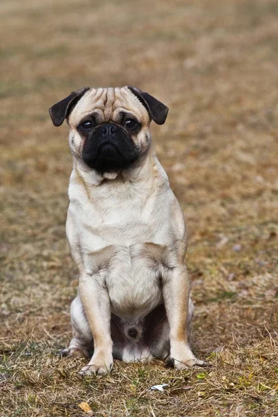 Sitting Pug in field and looking at camera