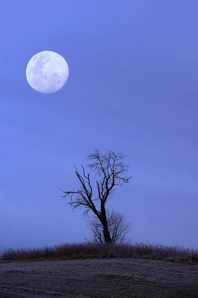 Alter Baum Mit Mond Komponierend Baden Wuerttemberg Deutschland Europa — Stockfoto