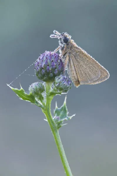 Small Skipper Thymelicus Sylvestris Haren Emsland Region Lower Saxony Germany — Stock Photo, Image