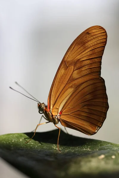 Iulia Julia Butterfly Veya Julia Heliconian Dryas — Stok fotoğraf